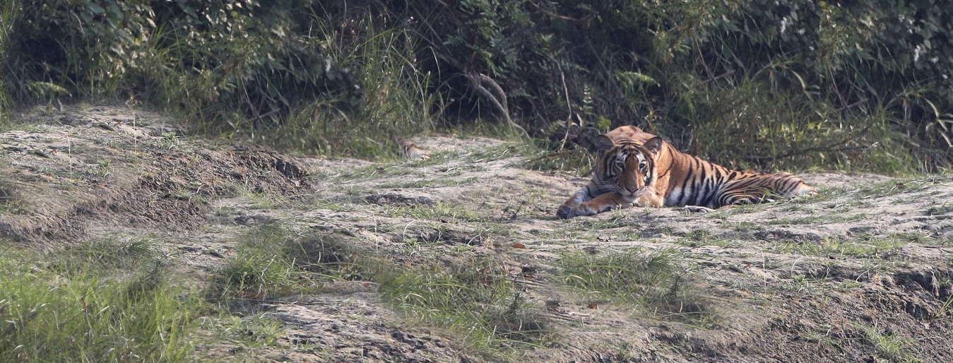 Tiger tracking in Chitwan National Park