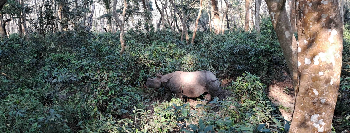 Tiger tracking in Chitwan National Park